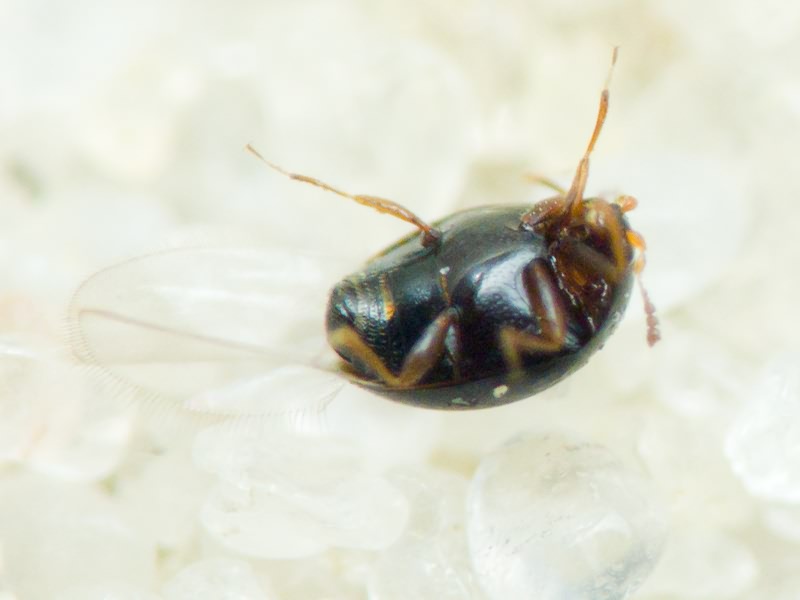 Orthoperus Stephens, 1829